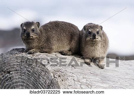 "Rock Hyraxes or Cape Hyraxes (Procavia capensis), Tsitsikamma, Eastern Cape, South Africa, Africa" View Large Photo Image Stock Photography - "Rock Hyraxes or Cape Hyraxes (Procavia capensis), Tsitsikamma, Eastern Cape, South Africa, Africa". Fotosearch