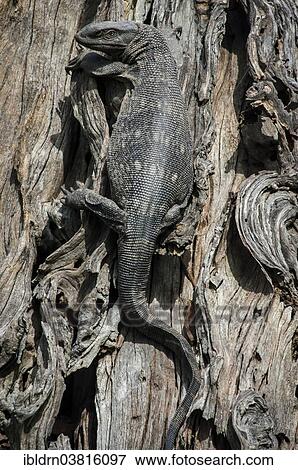 "Rock monitor (Varanus albigularis) on a tree trunk, Chobe Waterfront, Chobe National Park, Botswana, Africa" View Large Photo Image Stock Photo - "Rock monitor (Varanus albigularis) on a tree trunk, Chobe Waterfront, Chobe National Park, Botswana, Africa". Fotosearch