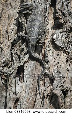 "Rock monitor (Varanus albigularis) on a tree trunk, Chobe Waterfront, Chobe National Park, Botswana, Africa" View Large Photo Image Stock Photo - "Rock monitor (Varanus albigularis) on a tree trunk, Chobe Waterfront, Chobe National Park, Botswana, Africa". Fotosearch