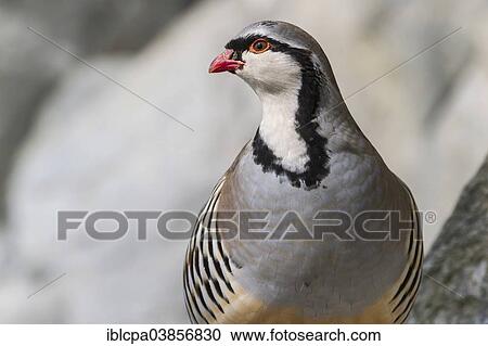 "Rock Partridge (Alectoris graeca), captive, Innsbruck Alpine Zoo, Tyrol, Austria, Europe" View Large Photo Image Stock Image - "Rock Partridge (Alectoris graeca), captive, Innsbruck Alpine Zoo, Tyrol, Austria, Europe". Fotosearch