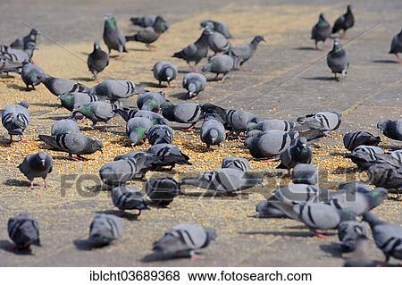 "Rock Pigeons (Columba livia), Bharatpur, Rajasthan, India, Asia" View Large Photo Image Stock Photo - "Rock Pigeons (Columba livia), Bharatpur, Rajasthan, India, Asia". Fotosearch