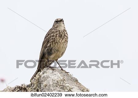 "Rock Pipit (Anthus petrosal), Shetland, Scotland, United Kingdom, Europe" View Large Photo Image Stock Photo - "Rock Pipit (Anthus petrosal), Shetland, Scotland, United Kingdom, Europe". Fotosearch