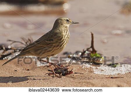 "Rock pipit (Anthus petrosus), looking for insects in front of a receding wave, on the South Devon coast, Dawlish, England, United Kingdom, Europe" View Large Photo Image Stock Photo - "Rock pipit (Anthus petrosus), looking for insects in front of a receding wave, on the South Devon coast, Dawlish, England, United Kingdom, Europe". Fotosearch