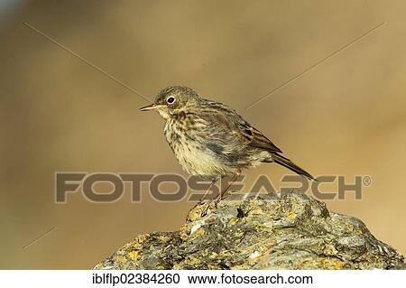 "Rock Pipit (Anthus petrosus), juvenile, standing on rock, Cornwall, England, United Kingdom, Europe" View Large Photo Image Stock Image - "Rock Pipit (Anthus petrosus), juvenile, standing on rock, Cornwall, England, United Kingdom, Europe". Fotosearch