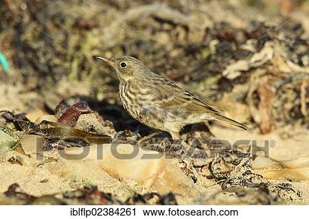 "Rock Pipit (Anthus petrosus), juvenile, foraging on beach strandline, Polzeath, Cornwall, England, United Kingdom, Europe" View Large Photo Image Stock Image - "Rock Pipit (Anthus petrosus), juvenile, foraging on beach strandline, Polzeath, Cornwall, England, United Kingdom, Europe". Fotosearch
