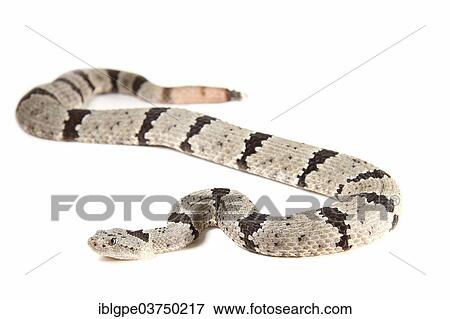 Rock Rattlesnake (Crotalus lepidus) View Large Photo Image Stock Photo - Rock Rattlesnake (Crotalus lepidus). Fotosearch
