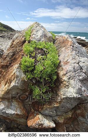 "Rock Samphire (Crithmum maritimum), growing on coastal rocks, Dorset, England, United Kingdom, Europe" View Large Photo Image Stock Photograph - "Rock Samphire (Crithmum maritimum), growing on coastal rocks, Dorset, England, United Kingdom, Europe". Fotosearch