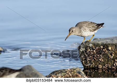 "Rock sandpiper (Calidris Ptilocnemis), Pakenham Point, Prince William Sound, Anchorage, Alaska, United States, North America" View Large Photo Image Picture - "Rock sandpiper (Calidris Ptilocnemis), Pakenham Point, Prince William Sound, Anchorage, Alaska, United States, North America". Fotosearch