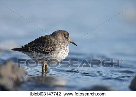 Stock Image - "Rock sandpiper (Calidris ptilocnemis), Harriman Fjord, Prince William Sound, Anchorage, Alaska, United States, North America". Fotosearch