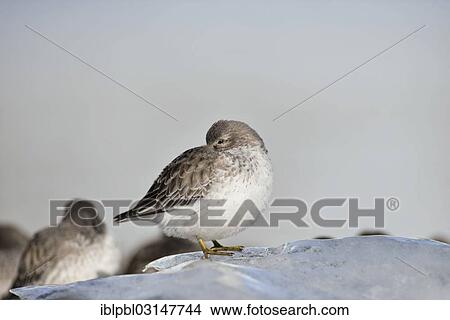 "Rock sandpipers (Calidris ptilocnemis), Harriman Fjord, Prince William Sound, Anchorage, Alaska, United States, North America" View Large Photo Image Picture - "Rock sandpipers (Calidris ptilocnemis), Harriman Fjord, Prince William Sound, Anchorage, Alaska, United States, North America". Fotosearch