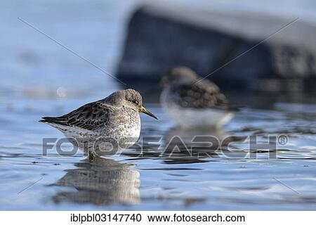 "Rock sandpipers (Calidris ptilocnemis), Harriman Fjord, Prince William Sound, Anchorage, Alaska, United States, North America" View Large Photo Image Stock Image - "Rock sandpipers (Calidris ptilocnemis), Harriman Fjord, Prince William Sound, Anchorage, Alaska, United States, North America". Fotosearch