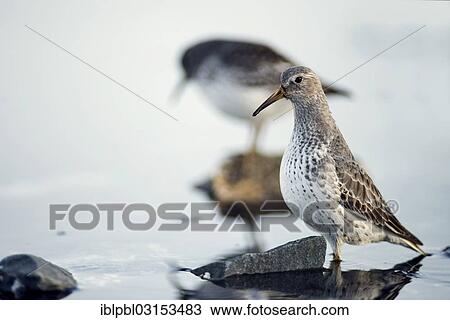 "Rock sandpipers (Calidris ptilocnemis), Pakenham Point, Prince William Sound, Anchorage, Alaska, United States, North America" View Large Photo Image Stock Image - "Rock sandpipers (Calidris ptilocnemis), Pakenham Point, Prince William Sound, Anchorage, Alaska, United States, North America". Fotosearch