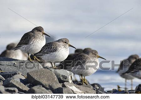 "Rock sandpipers (Calidris ptilocnemis), Harriman Fjord, Prince William Sound, Anchorage, Alaska, United States, North America" View Large Photo Image Stock Photo - "Rock sandpipers (Calidris ptilocnemis), Harriman Fjord, Prince William Sound, Anchorage, Alaska, United States, North America". Fotosearch