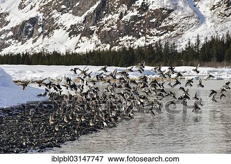 "Rock sandpipers (Calidris ptilocnemis), Harriman Fjord, Prince William Sound, Anchorage, Alaska, United States, North America" View Large Photo Image Stock Photo - "Rock sandpipers (Calidris ptilocnemis), Harriman Fjord, Prince William Sound, Anchorage, Alaska, United States, North America". Fotosearch