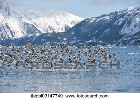 "Rock sandpipers (Calidris ptilocnemis), Harriman Fjord, Prince William Sound, Anchorage, Alaska, United States, North America" View Large Photo Image Stock Photo - "Rock sandpipers (Calidris ptilocnemis), Harriman Fjord, Prince William Sound, Anchorage, Alaska, United States, North America". Fotosearch