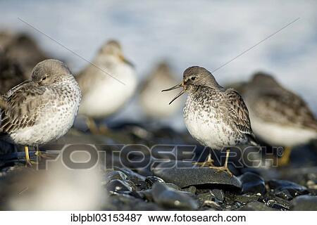 "Rock sandpipers (Calidris ptilocnemis), Pakenham Point, Prince William Sound, Anchorage, Alaska, United States, North America" View Large Photo Image Stock Photo - "Rock sandpipers (Calidris ptilocnemis), Pakenham Point, Prince William Sound, Anchorage, Alaska, United States, North America". Fotosearch