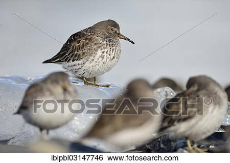 "Rock sandpipers (Calidris ptilocnemis), Harriman Fjord, Prince William Sound, Anchorage, Alaska, United States, North America" View Large Photo Image Stock Photograph - "Rock sandpipers (Calidris ptilocnemis), Harriman Fjord, Prince William Sound, Anchorage, Alaska, United States, North America". Fotosearch