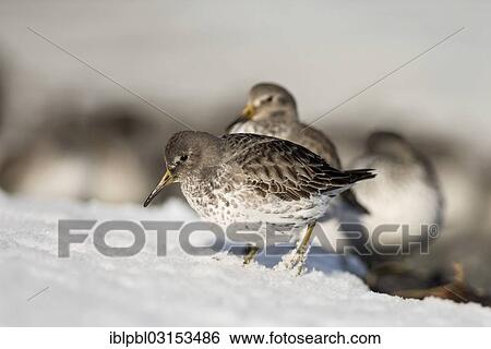 "Rock sandpipers (Calidris ptilocnemis), Pakenham Point, Prince William Sound, Anchorage, Alaska, United States, North America" View Large Photo Image Stock Photograph - "Rock sandpipers (Calidris ptilocnemis), Pakenham Point, Prince William Sound, Anchorage, Alaska, United States, North America". Fotosearch