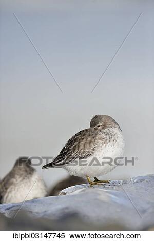 "Rock sandpipers (Calidris ptilocnemis), Harriman Fjord, Prince William Sound, Anchorage, Alaska, United States, North America" View Large Photo Image Stock Photography - "Rock sandpipers (Calidris ptilocnemis), Harriman Fjord, Prince William Sound, Anchorage, Alaska, United States, North America". Fotosearch