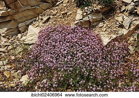 "Rock Soapwort or Tumbling Ted (Saponaria ocymoides), Provence, Southern France, France, Europe" View Large Photo Image Picture - "Rock Soapwort or Tumbling Ted (Saponaria ocymoides), Provence, Southern France, France, Europe". Fotosearch