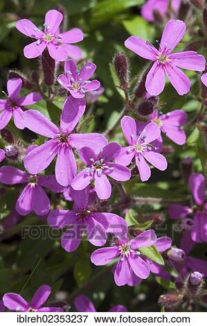 Stock Photo - "Rock Soapwort or Tumbling Ted (Saponaria ocymoides), Piller ridge, Fliess, Kaunertal valley, Tyrol, Austria, Europe". Fotosearch