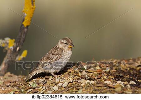 "Rock Sparrow (Petronia petronia), adult, standing at edge of pool, Castilla y Leon, Spain, Europe" View Large Photo Image Stock Photography - "Rock Sparrow (Petronia petronia), adult, standing at edge of pool, Castilla y Leon, Spain, Europe". Fotosearch