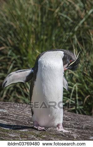 Stock Image - "Rockhopper Penguin (Eudyptes chrysocome), Carcass Island, Falkland Islands, South America". Fotosearch