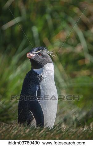 "Rockhopper Penguin (Eudyptes chrysocome), Carcass Island, Falkland Islands, South America" View Large Photo Image Stock Image - "Rockhopper Penguin (Eudyptes chrysocome), Carcass Island, Falkland Islands, South America". Fotosearch