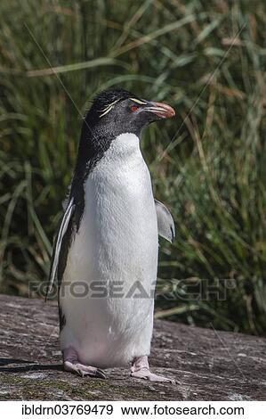"Rockhopper Penguin (Eudyptes chrysocome), Carcass Island, Falkland Islands, South America" View Large Photo Image Stock Photo - "Rockhopper Penguin (Eudyptes chrysocome), Carcass Island, Falkland Islands, South America". Fotosearch