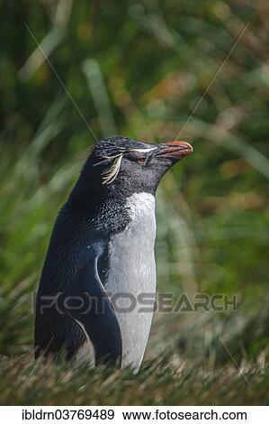 Stock Photo - "Rockhopper Penguin (Eudyptes chrysocome), Carcass Island, Falkland Islands, South America". Fotosearch