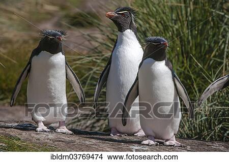 "Rockhopper Penguins (Eudyptes chrysocome), Carcass Island, Falkland Islands, South America" View Large Photo Image Picture - "Rockhopper Penguins (Eudyptes chrysocome), Carcass Island, Falkland Islands, South America". Fotosearch