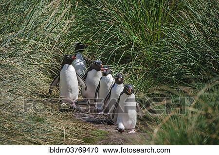"Rockhopper Penguins (Eudyptes chrysocome), Carcass Island, Falkland Islands, South America" View Large Photo Image Stock Image - "Rockhopper Penguins (Eudyptes chrysocome), Carcass Island, Falkland Islands, South America". Fotosearch