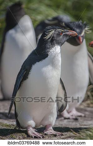 "Rockhopper Penguins (Eudyptes chrysocome), Carcass Island, Falkland Islands, South America" View Large Photo Image Stock Photo - "Rockhopper Penguins (Eudyptes chrysocome), Carcass Island, Falkland Islands, South America". Fotosearch