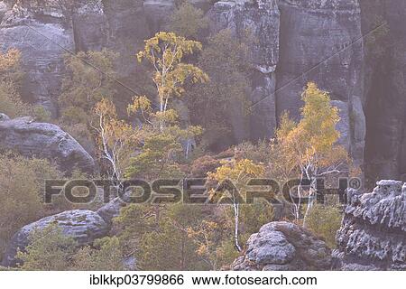"Rocks and birches in the Elbe Sandstone Mountains in the morning mist in autumn, Saxon Switzerland, Bad Schandau, Saxony, Germany, Europe" View Large Photo Image Stock Photograph - "Rocks and birches in the Elbe Sandstone Mountains in the morning mist in autumn, Saxon Switzerland, Bad Schandau, Saxony, Germany, Europe". Fotosearch