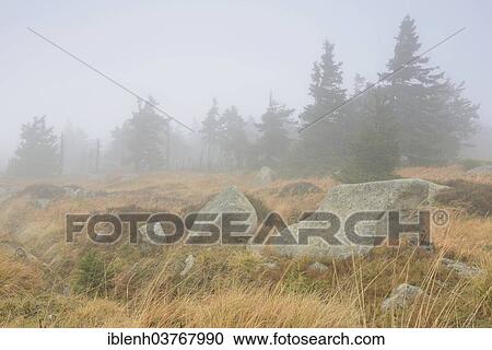 Stock Image - "Rocks and Norway Spruce trees (Picea abies) on Mt Brocken, Brocken, Saxony-Anhalt, Germany, Europe". Fotosearch