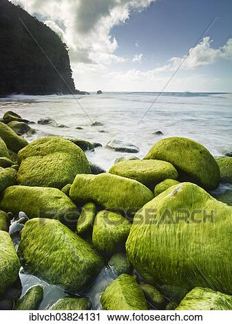 "Rocks and seaweed on the beach of Napali Coast, Kaua'i, Hawaii, USA" View Large Photo Image Stock Image - "Rocks and seaweed on the beach of Napali Coast, Kaua'i, Hawaii, USA". Fotosearch