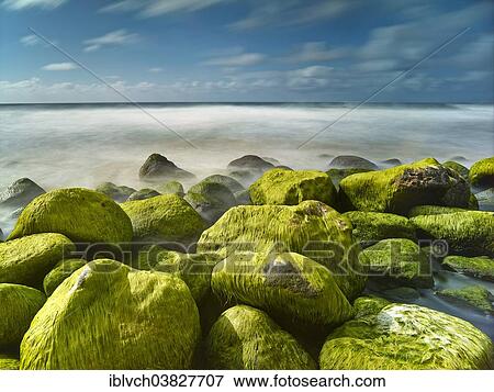 Stock Photo - "Rocks and seaweed on the beach of Napali Coast, Kaua'i, Hawaii, USA". Fotosearch