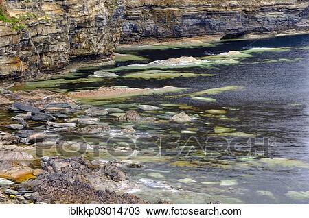 "Rocks on coastal cliffs overgrown with algae and seaweed, Schottland, John o' Groats, Highlands, Scotland, United Kingdom, Europe" View Large Photo Image Stock Image - "Rocks on coastal cliffs overgrown with algae and seaweed, Schottland, John o' Groats, Highlands, Scotland, United Kingdom, Europe". Fotosearch