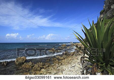 "Rocky coast, Pineapple Beach, Pineapple Beach, Antigua, Antigua and Barbuda, North America" View Large Photo Image Stock Image - "Rocky coast, Pineapple Beach, Pineapple Beach, Antigua, Antigua and Barbuda, North America". Fotosearch