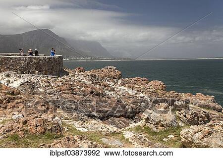 "Rocky coastline and vantage point for whale watching in Hermanus, Western Cape, South Africa, Africa" View Large Photo Image Stock Image - "Rocky coastline and vantage point for whale watching in Hermanus, Western Cape, South Africa, Africa". Fotosearch