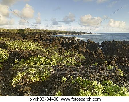 "Rocky coastline of Hana Bay, Maui, Hawaii, USA" View Large Photo Image Stock Photo - "Rocky coastline of Hana Bay, Maui, Hawaii, USA". Fotosearch