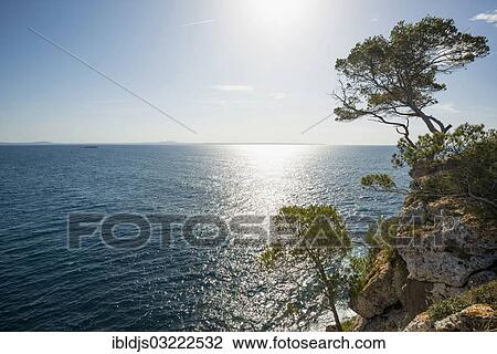 "Rocky coastline with the sea and pine trees, Cala Portals Vells, Portals Vells, Calvia, Majorca, Balearic Islands, Spain, Europe" View Large Photo Image Stock Image - "Rocky coastline with the sea and pine trees, Cala Portals Vells, Portals Vells, Calvia, Majorca, Balearic Islands, Spain, Europe". Fotosearch