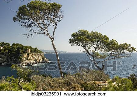 "Rocky coastline with the sea and pine trees, Cala Portals Vells, Portals Vells, Calvia, Majorca, Balearic Islands, Spain, Europe" View Large Photo Image Stock Image - "Rocky coastline with the sea and pine trees, Cala Portals Vells, Portals Vells, Calvia, Majorca, Balearic Islands, Spain, Europe". Fotosearch