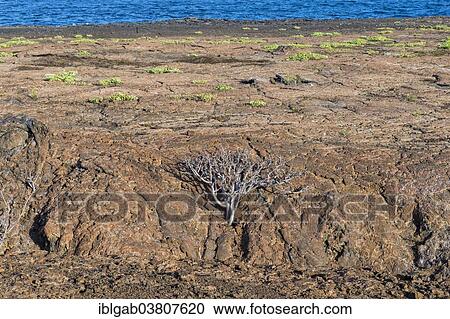 Stock Image - "Rocky landscape, Genovesa Island, Galapagos Islands, Ecuador, South America". Fotosearch
