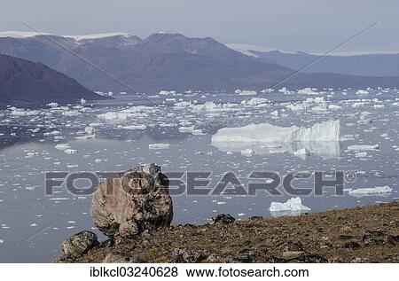 "Rocky landscape of the island of Sorte Oer in front of drifting icebergs, Rodefjord, Scoresbysund, Sermersooq, Greenland, North America" View Large Photo Image Stock Photo - "Rocky landscape of the island of Sorte Oer in front of drifting icebergs, Rodefjord, Scoresbysund, Sermersooq, Greenland, North America". Fotosearch