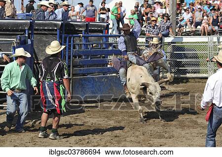 "Rodeo, bull riding, Valleyfield, Quebec Province, Canada, North America" View Large Photo Image Picture - "Rodeo, bull riding, Valleyfield, Quebec Province, Canada, North America". Fotosearch
