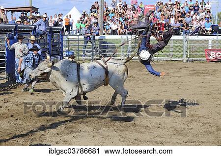 "Rodeo, bull riding, Valleyfield, Quebec Province, Canada, North America" View Large Photo Image Stock Image - "Rodeo, bull riding, Valleyfield, Quebec Province, Canada, North America". Fotosearch