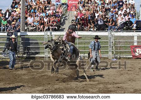 "Rodeo, bull riding, Valleyfield, Quebec Province, Canada, North America" View Large Photo Image Stock Image - "Rodeo, bull riding, Valleyfield, Quebec Province, Canada, North America". Fotosearch