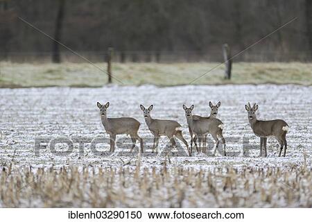 "Roe Deer (Capreolus capreolus), bevy on a field in winter, Haren, Emsland, Lower Saxony, Germany, Europe" View Large Photo Image Stock Image - "Roe Deer (Capreolus capreolus), bevy on a field in winter, Haren, Emsland, Lower Saxony, Germany, Europe". Fotosearch