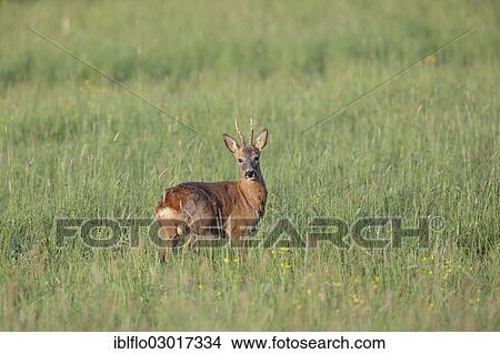 "Roe deer (Capreolus capreolus), buck, Offheim, Limburg an der Lahn, Hesse, Germany, Europe" View Large Photo Image Picture - "Roe deer (Capreolus capreolus), buck, Offheim, Limburg an der Lahn, Hesse, Germany, Europe". Fotosearch